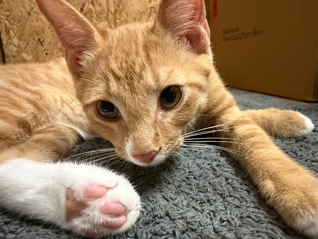 Sting, a ADOPTABLE Domestic Short Hair in Terrell, TX image 2/3
