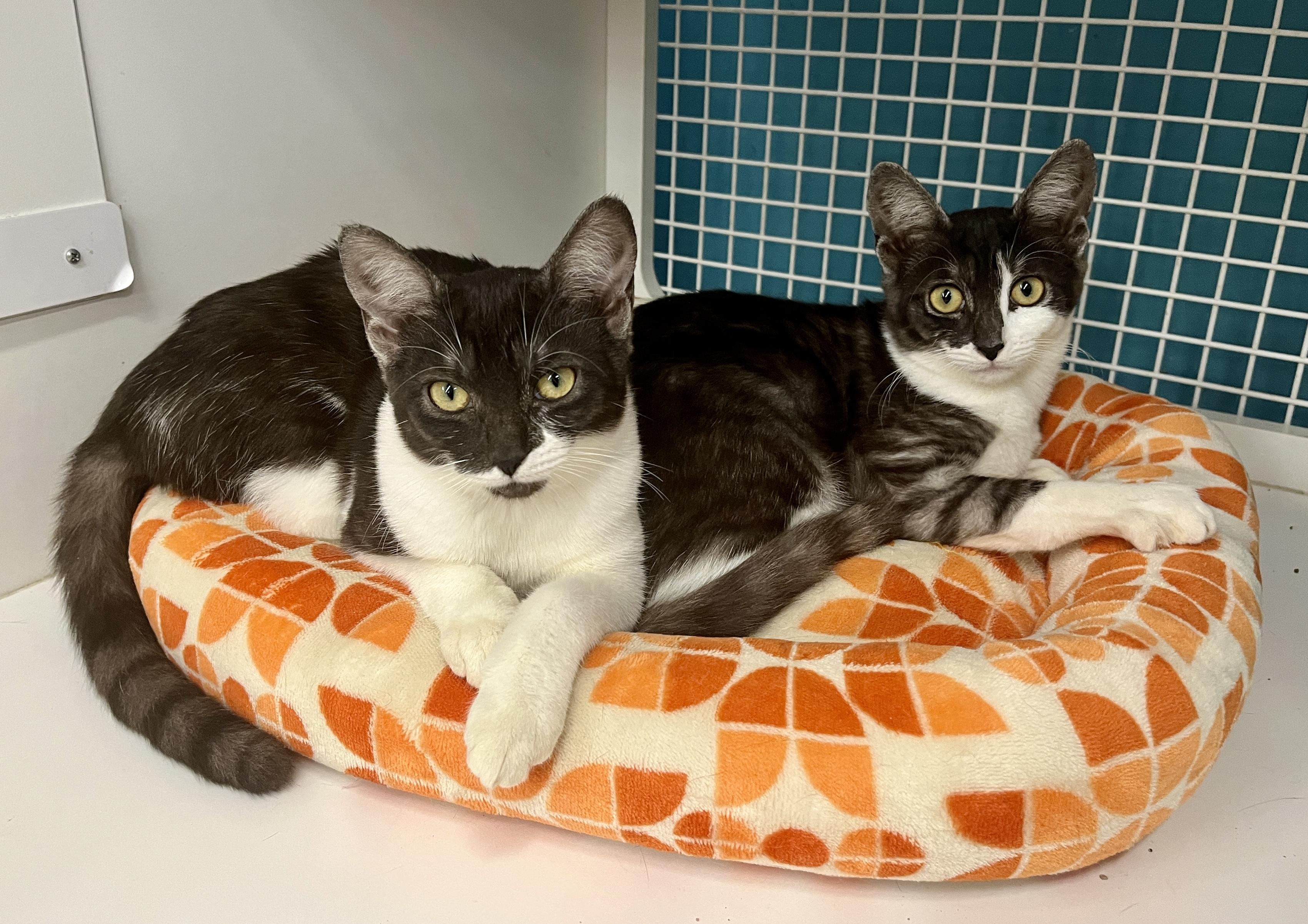 Enlarge Cindy, a ADOPTABLE Domestic Short Hair in El Cajon, CA image 2/3