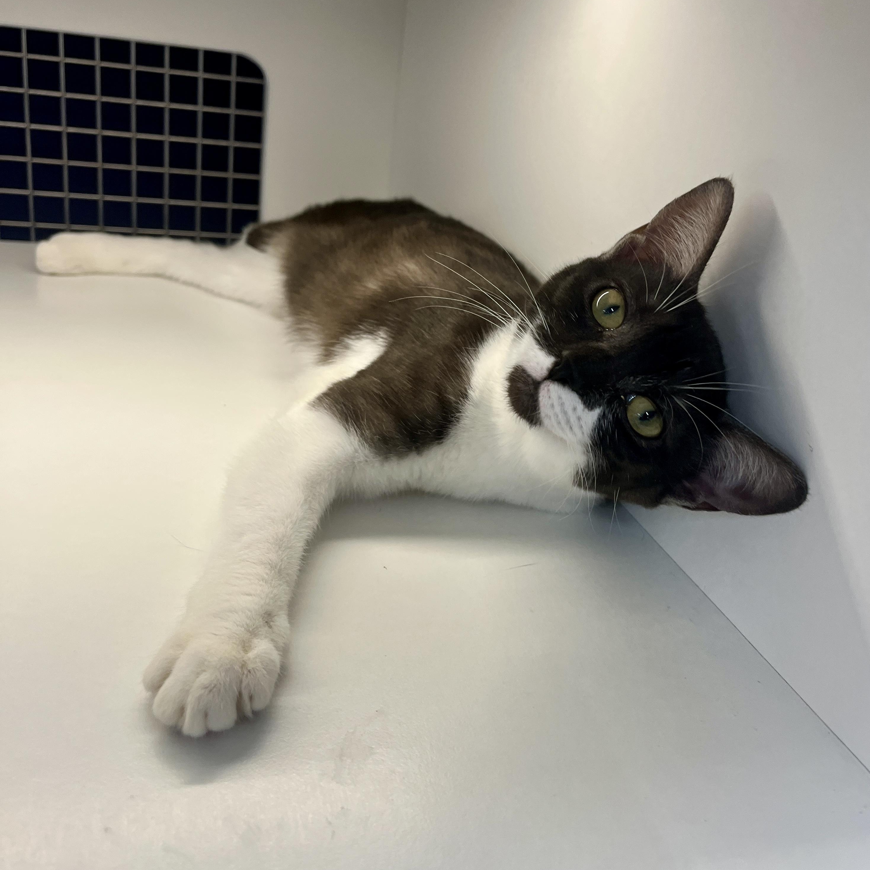 Enlarge Cindy, a ADOPTABLE Domestic Short Hair in El Cajon, CA image 1/3