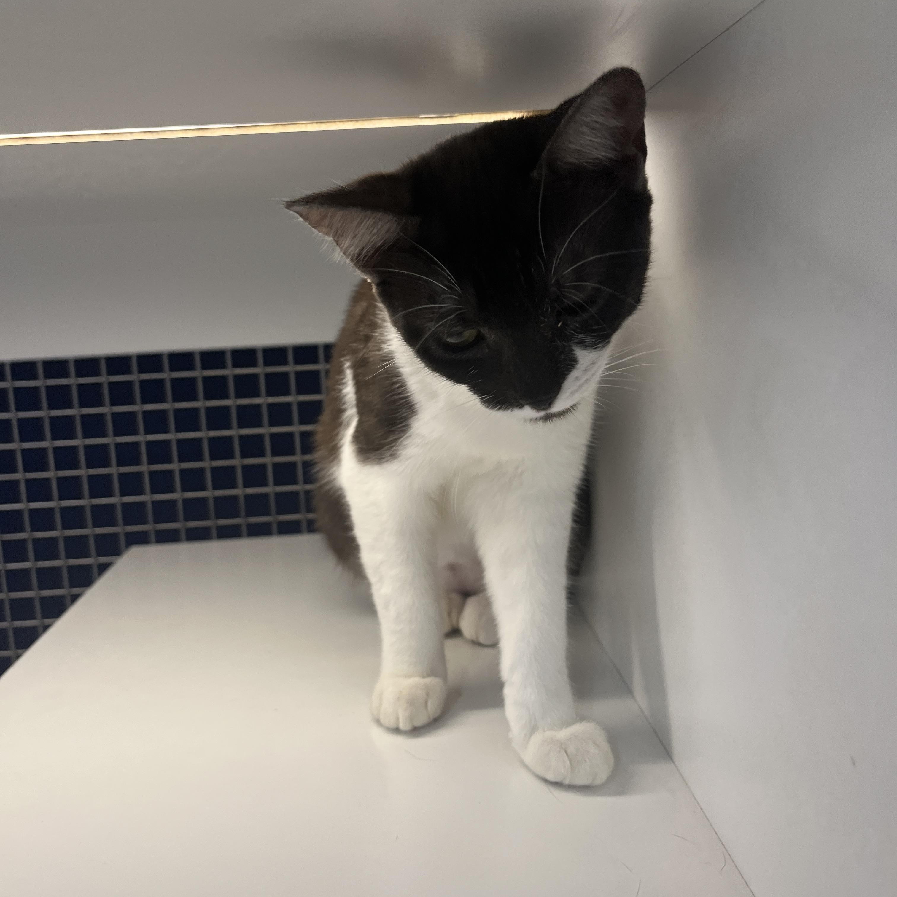 Enlarge Cindy, a ADOPTABLE Domestic Short Hair in El Cajon, CA image 3/3