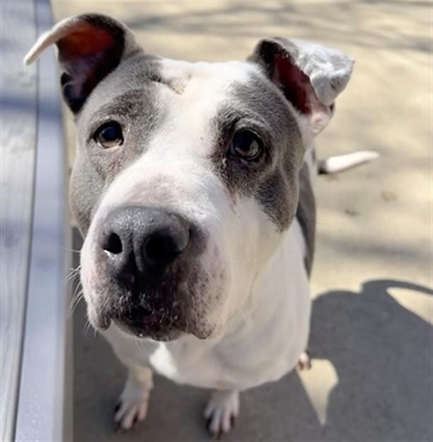 HARLEY, Adoptable, Adult Female Pit Bull Terrier.