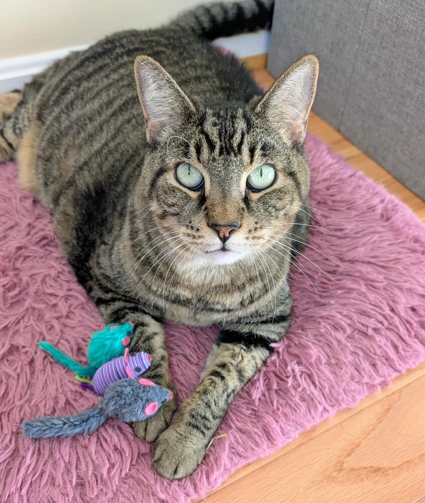 Candy, Adoptable, Adult Female Domestic Short Hair.