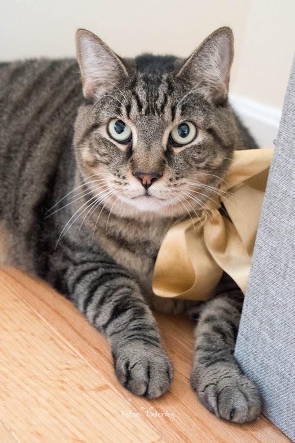 Candy, Adoptable, Adult Female Domestic Short Hair.