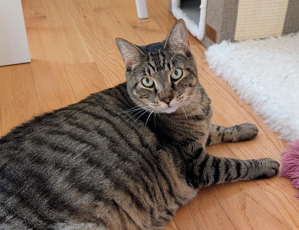 Enlarge Candy, a Adoptable mixed breed in Jessup, MD image 2/3