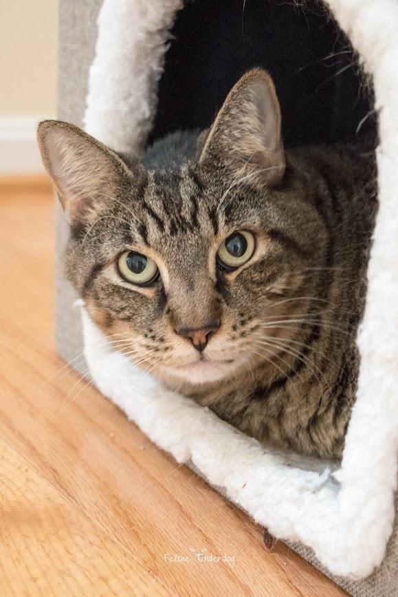 Enlarge Candy, a Adoptable mixed breed in Jessup, MD image 3/3