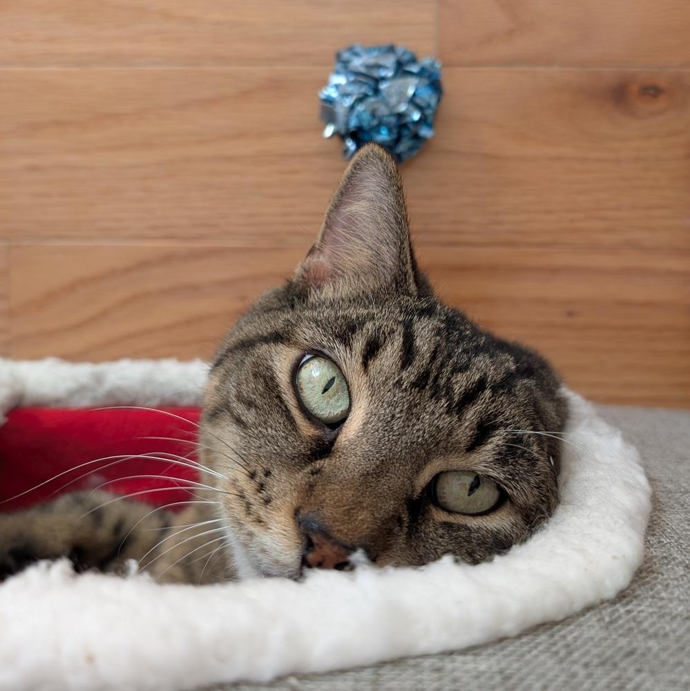 Candy, a Adoptable mixed breed in Jessup, MD image 2/6