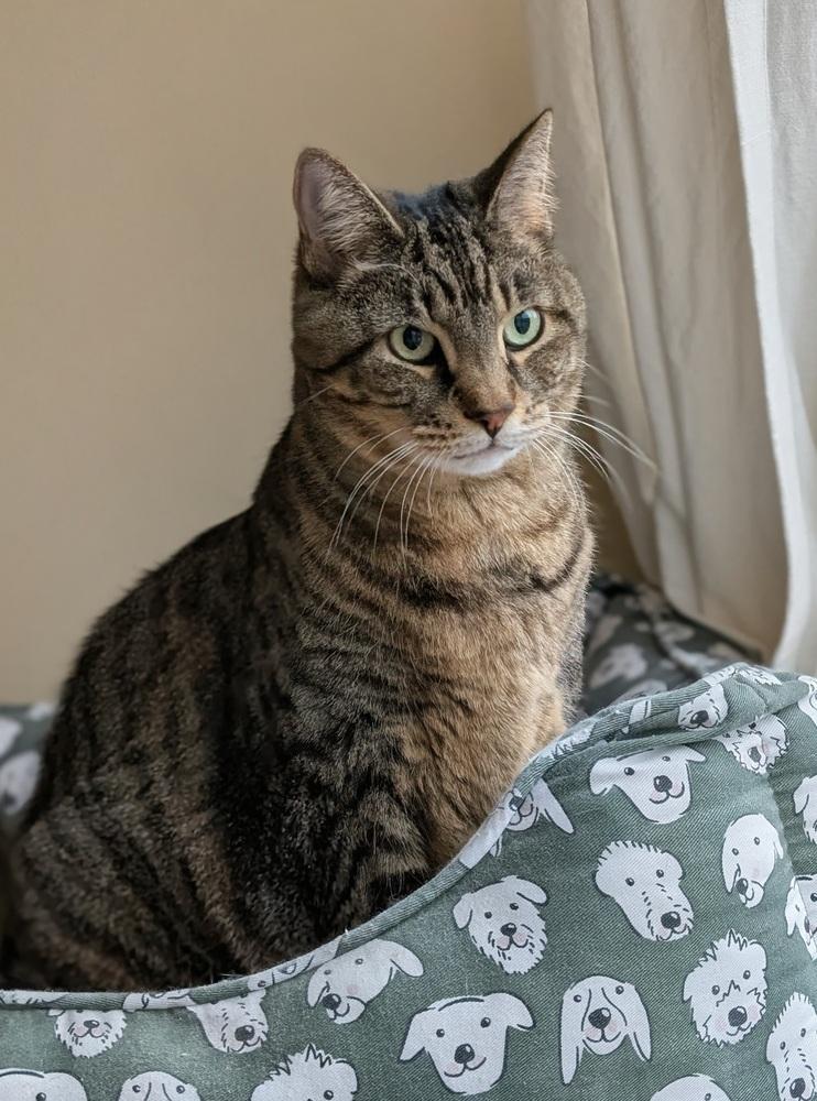 Candy, a Adoptable mixed breed in Jessup, MD image 4/6