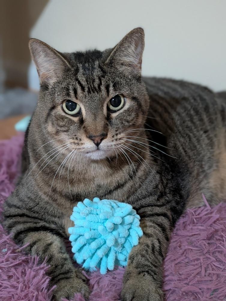 Candy, a Adoptable mixed breed in Jessup, MD image 5/6