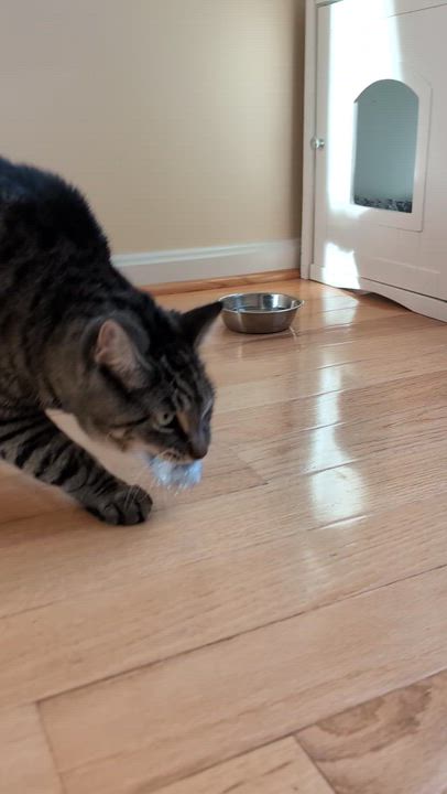 Enlarge Candy, a Adoptable mixed breed in Jessup, MD video 6/6