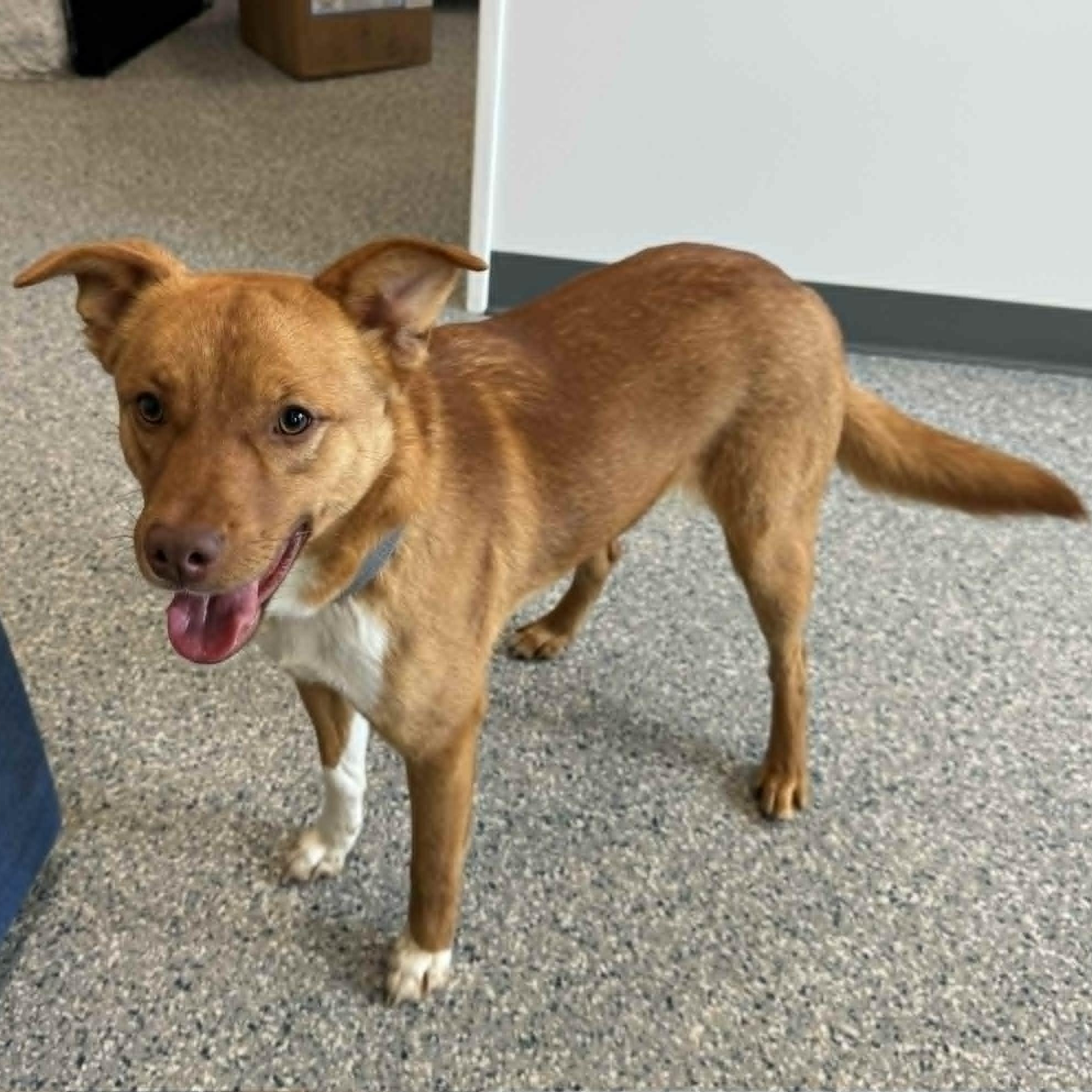 Enlarge Simba, an adopted mixed breed in Danbury, CT image 4/6