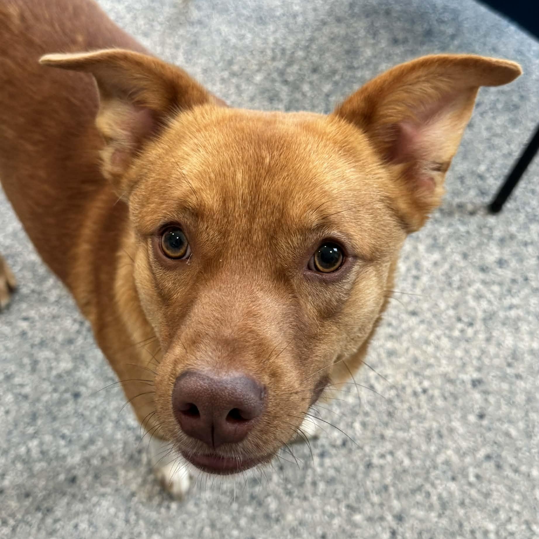 Enlarge Simba, an adopted mixed breed in Danbury, CT image 3/6