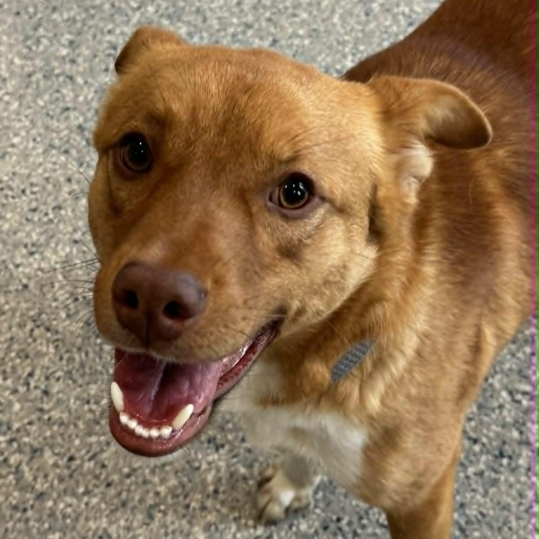 Enlarge Simba, an adopted mixed breed in Danbury, CT image 2/6