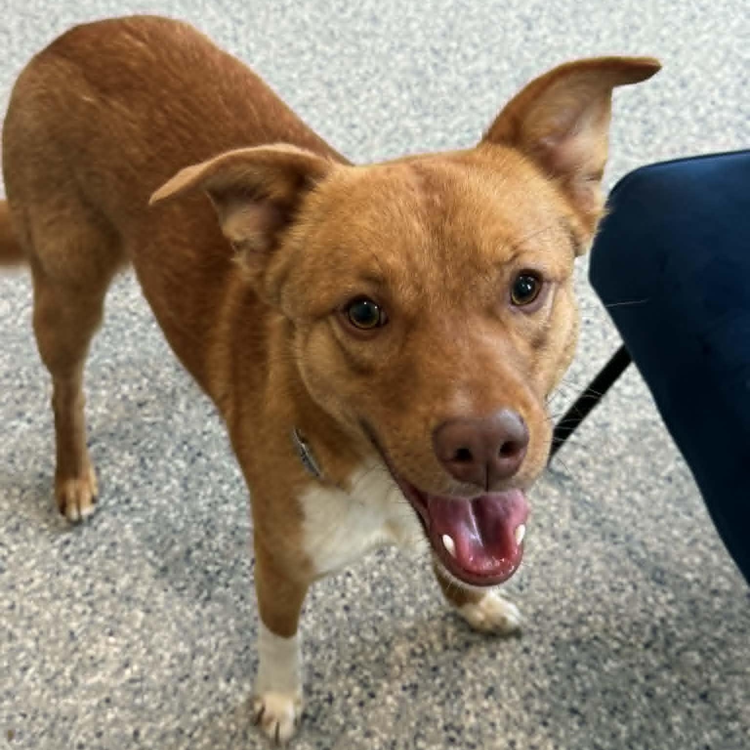 Enlarge Simba, an adopted mixed breed in Danbury, CT image 5/6