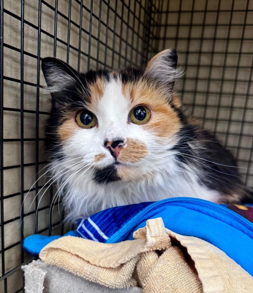 Enlarge Merrilee Undersee, a Adoptable mixed breed in Gillette, WY image 1/2