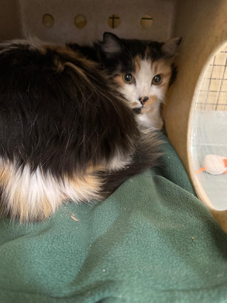 Enlarge Merrilee Undersee, a Adoptable mixed breed in Gillette, WY image 2/2