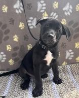 Enlarge Joe, an adopted mixed breed in Boerne, TX image 1/3