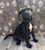 Enlarge Joe, an adopted mixed breed in Boerne, TX image 2/3