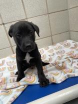 Enlarge Joe, an adopted mixed breed in Boerne, TX image 3/3