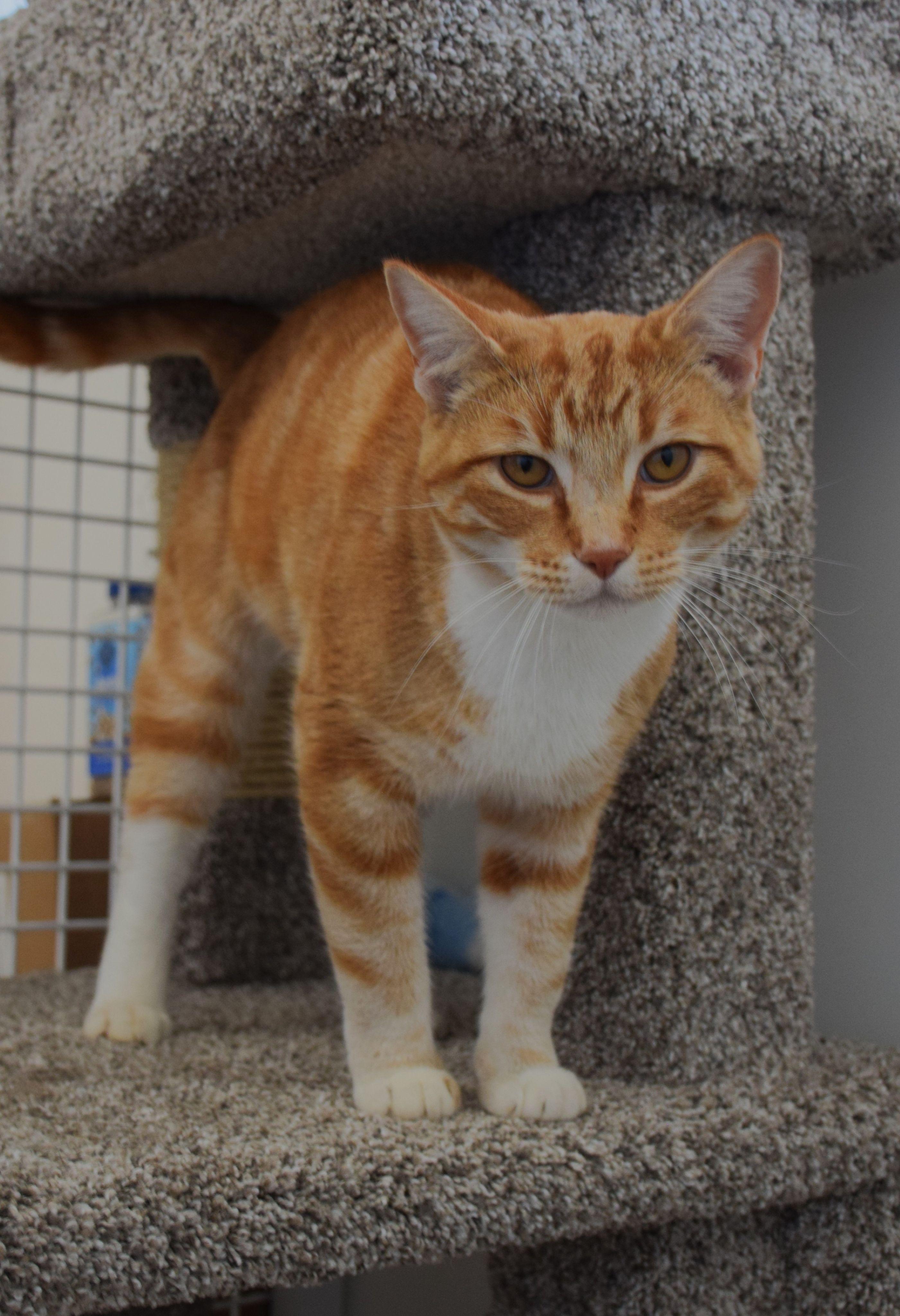 Fanta, Adoptable, Young Male Domestic Short Hair.