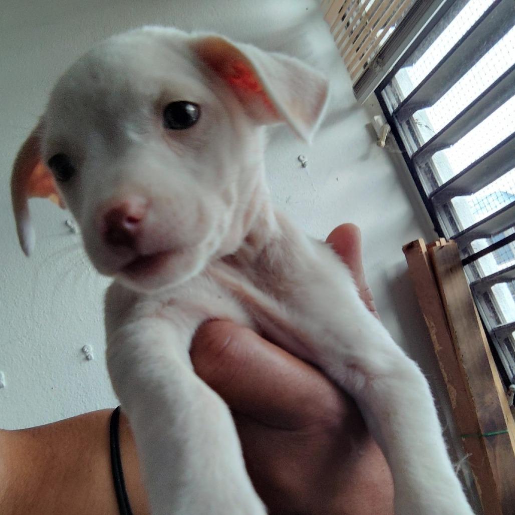 Enlarge Maria, a ADOPTABLE mixed breed in Fort Belvoir, VA image 2/4