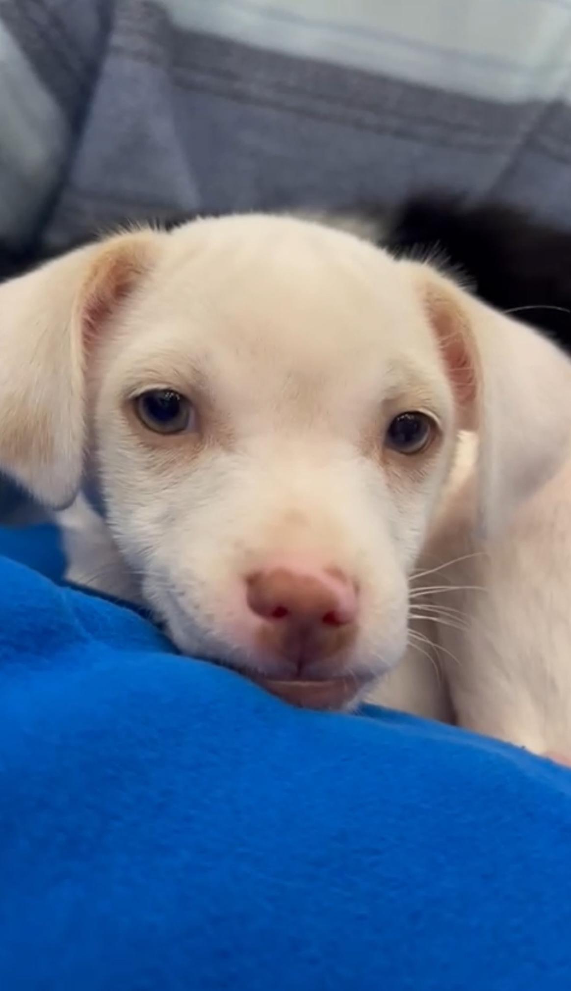 Enlarge Maria, a ADOPTABLE mixed breed in Fort Belvoir, VA image 3/4