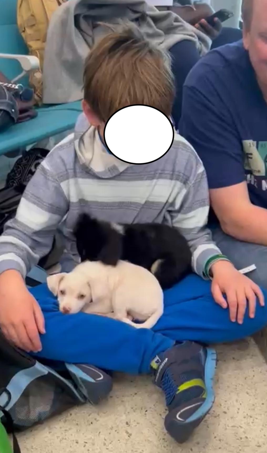 Enlarge Maria, a ADOPTABLE mixed breed in Fort Belvoir, VA image 4/4