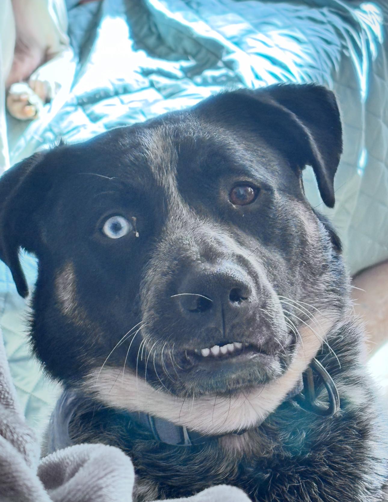 Bandit, a Adoptable mixed breed in Fredericksburg, VA image 2/4