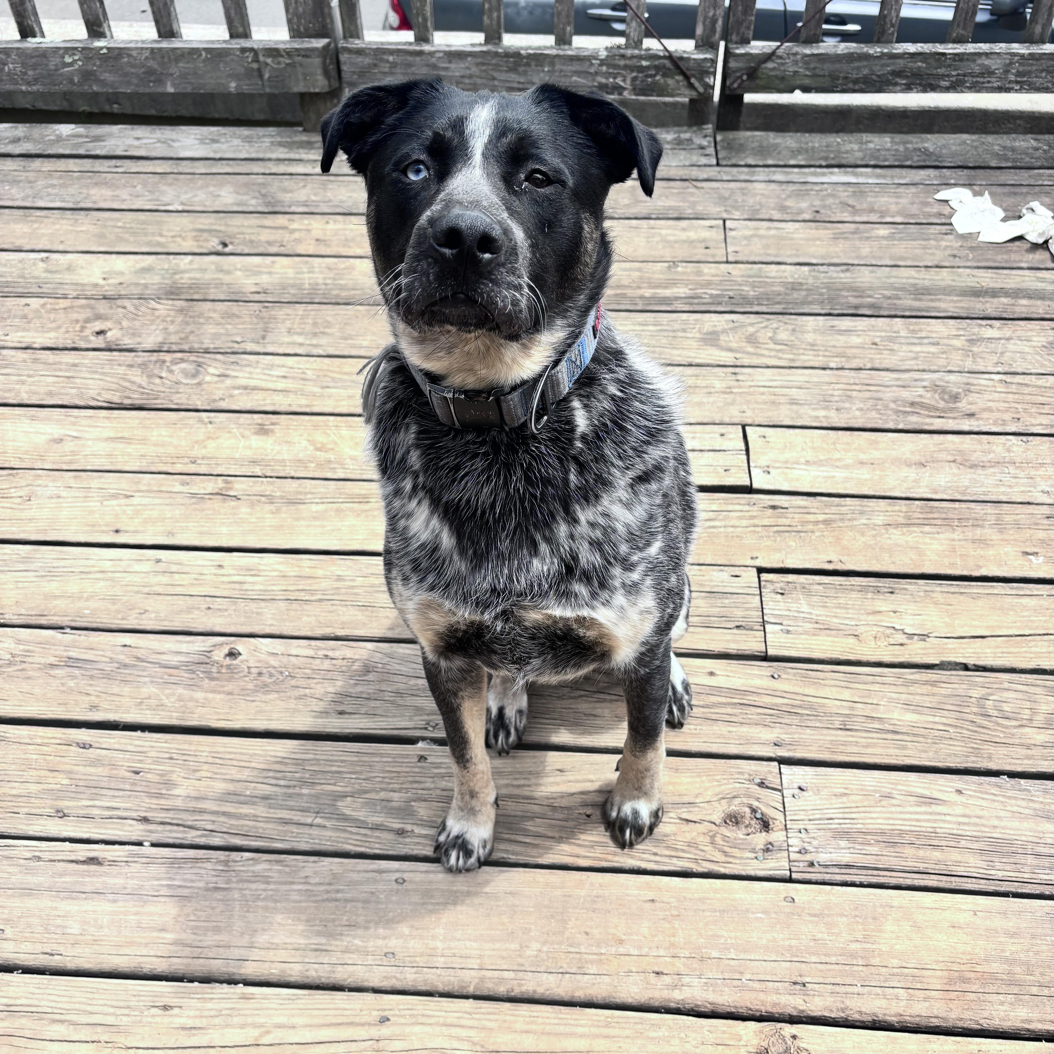 Bandit, a Adoptable mixed breed in Fredericksburg, VA image 3/4