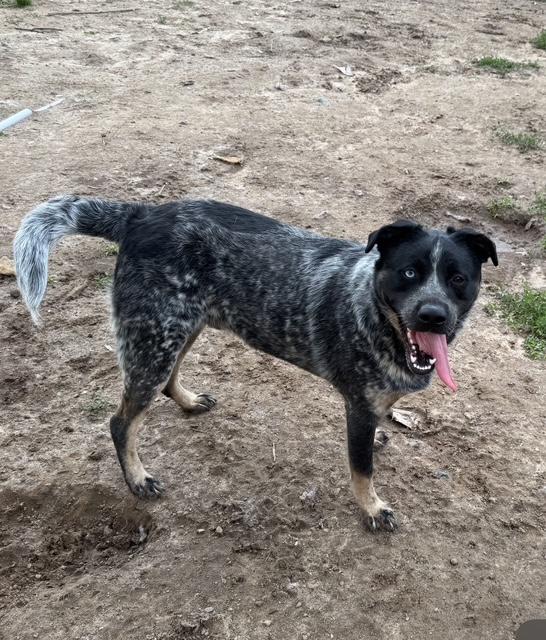 Bandit, a Adoptable mixed breed in Fredericksburg, VA image 1/4