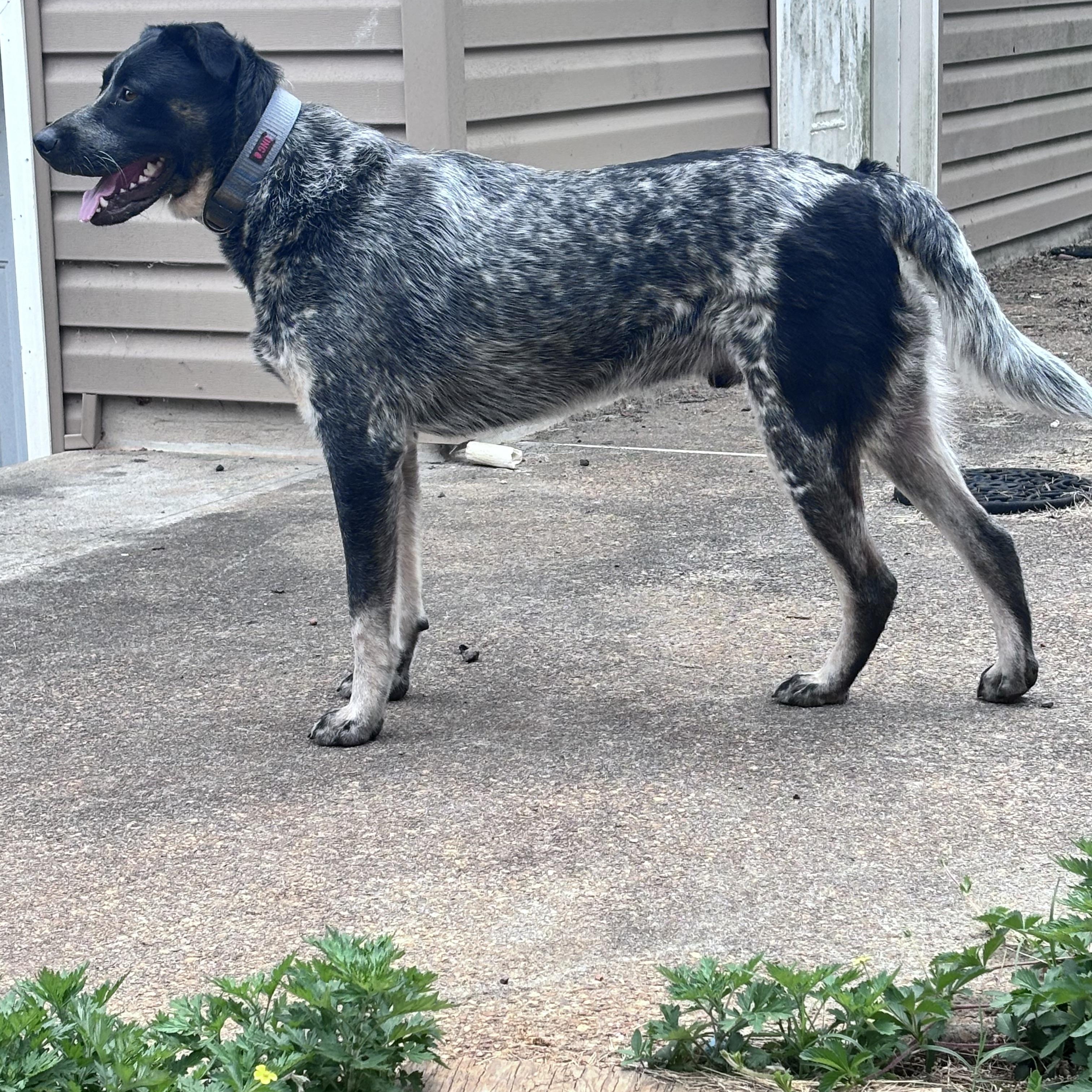 Bandit, a Adoptable mixed breed in Fredericksburg, VA image 4/4