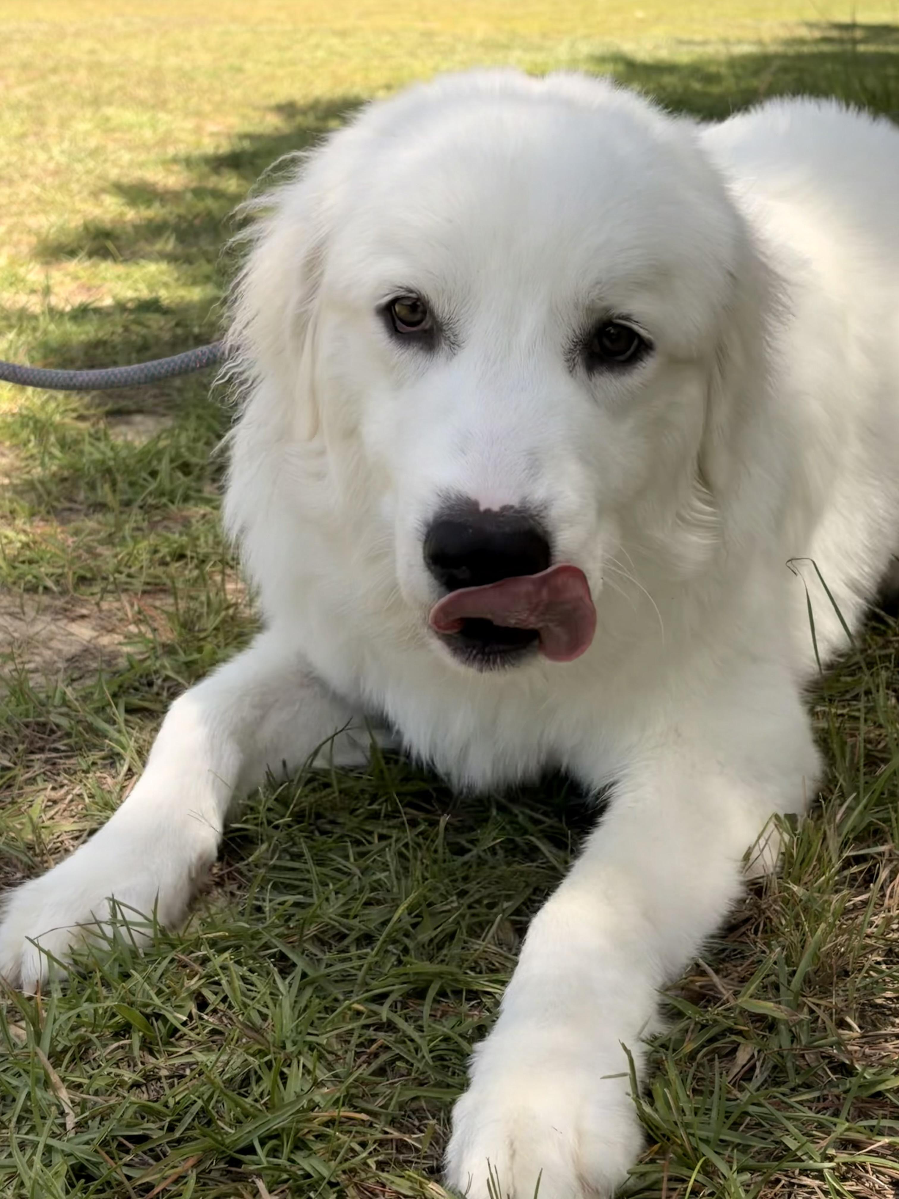 Mayonnaise, Adoptable, Adult Male Great Pyrenees & Great Pyrenees.