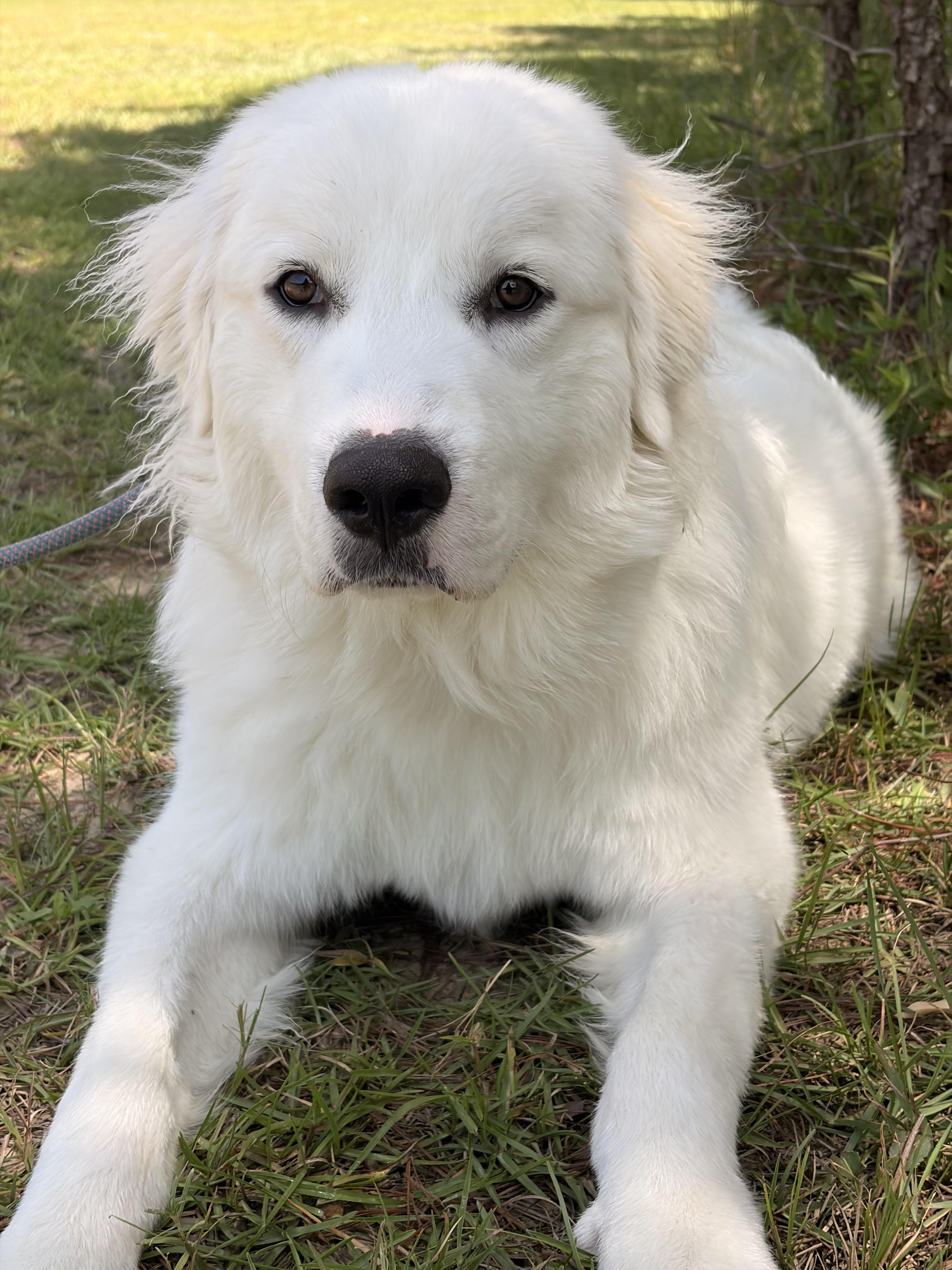 Enlarge Mayonnaise, a Adoptable mixed breed in Winnabow, NC image 2/4