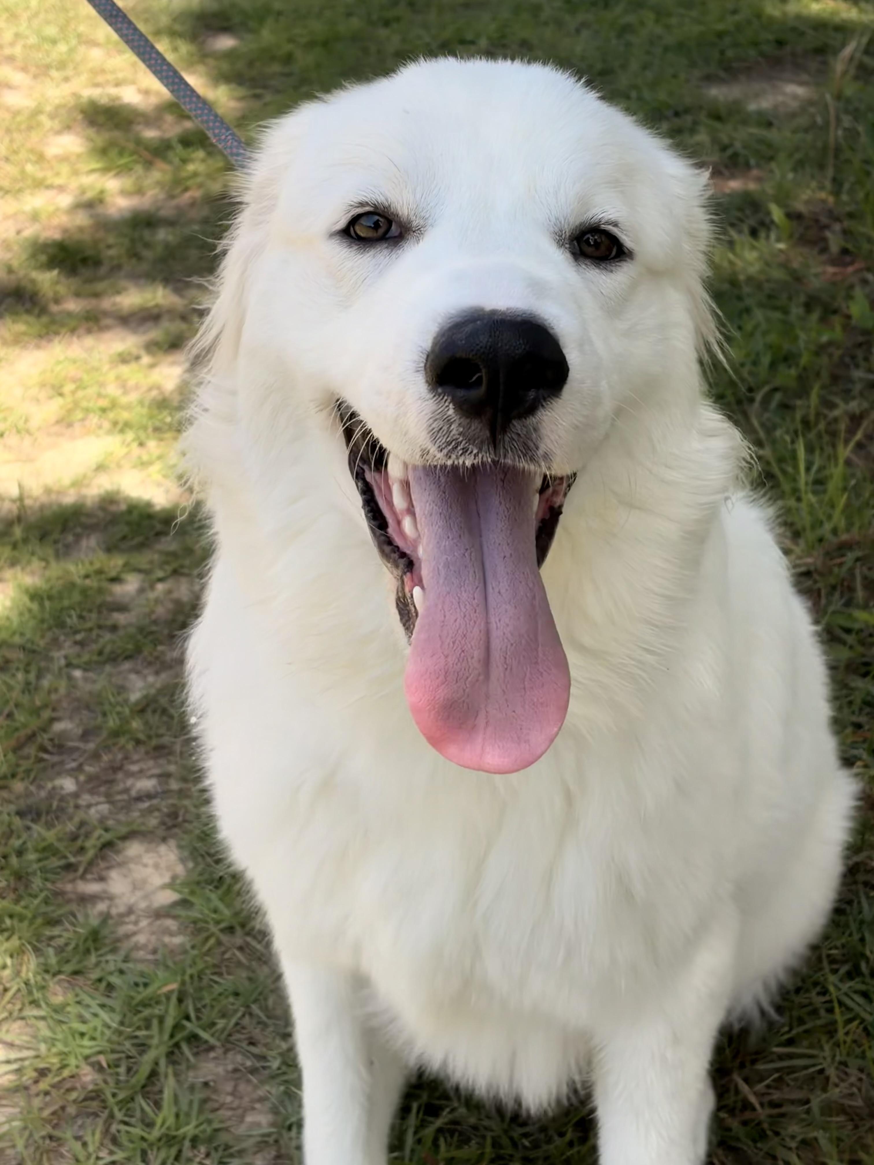 Enlarge Mayonnaise, a Adoptable mixed breed in Winnabow, NC image 3/4