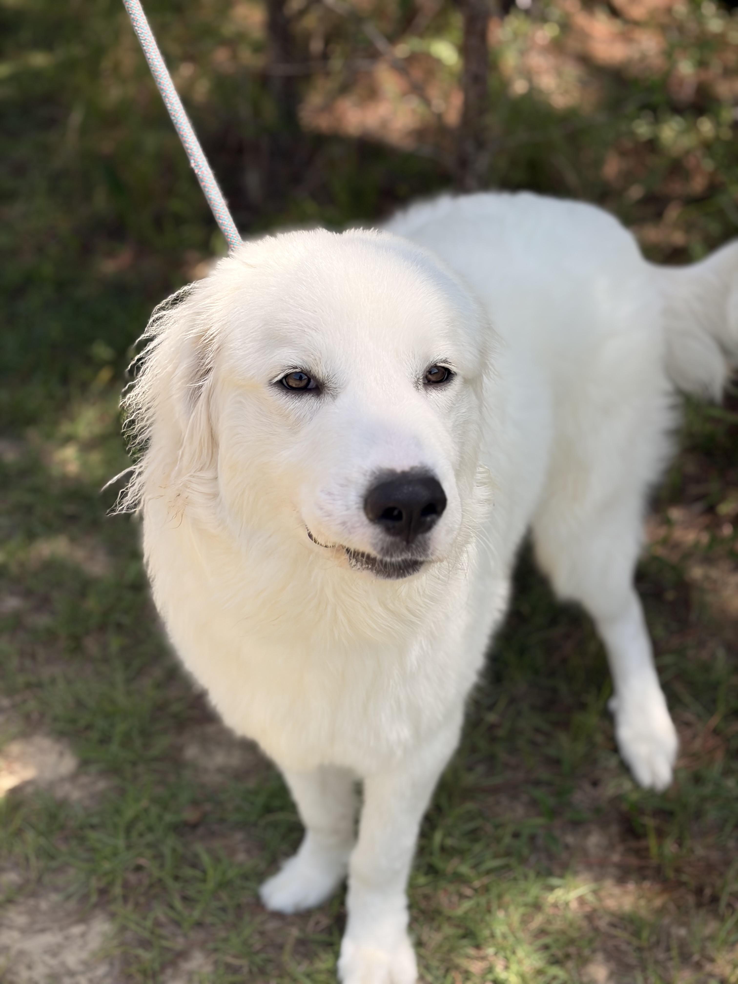 Enlarge Mayonnaise, a Adoptable mixed breed in Winnabow, NC image 4/4