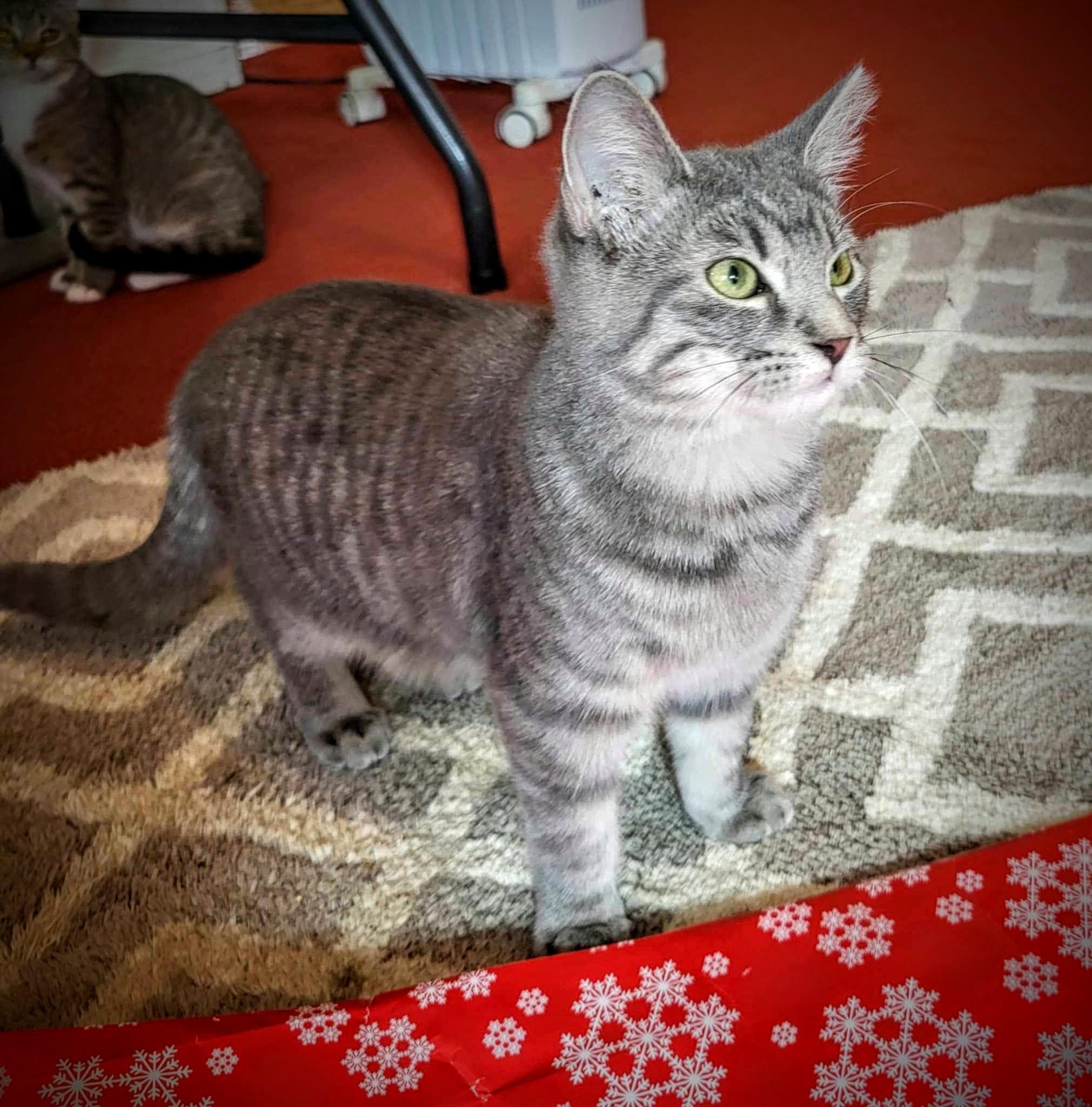 Enlarge Josephine, a Adoptable Domestic Short Hair in Greensburg, PA image 2/3