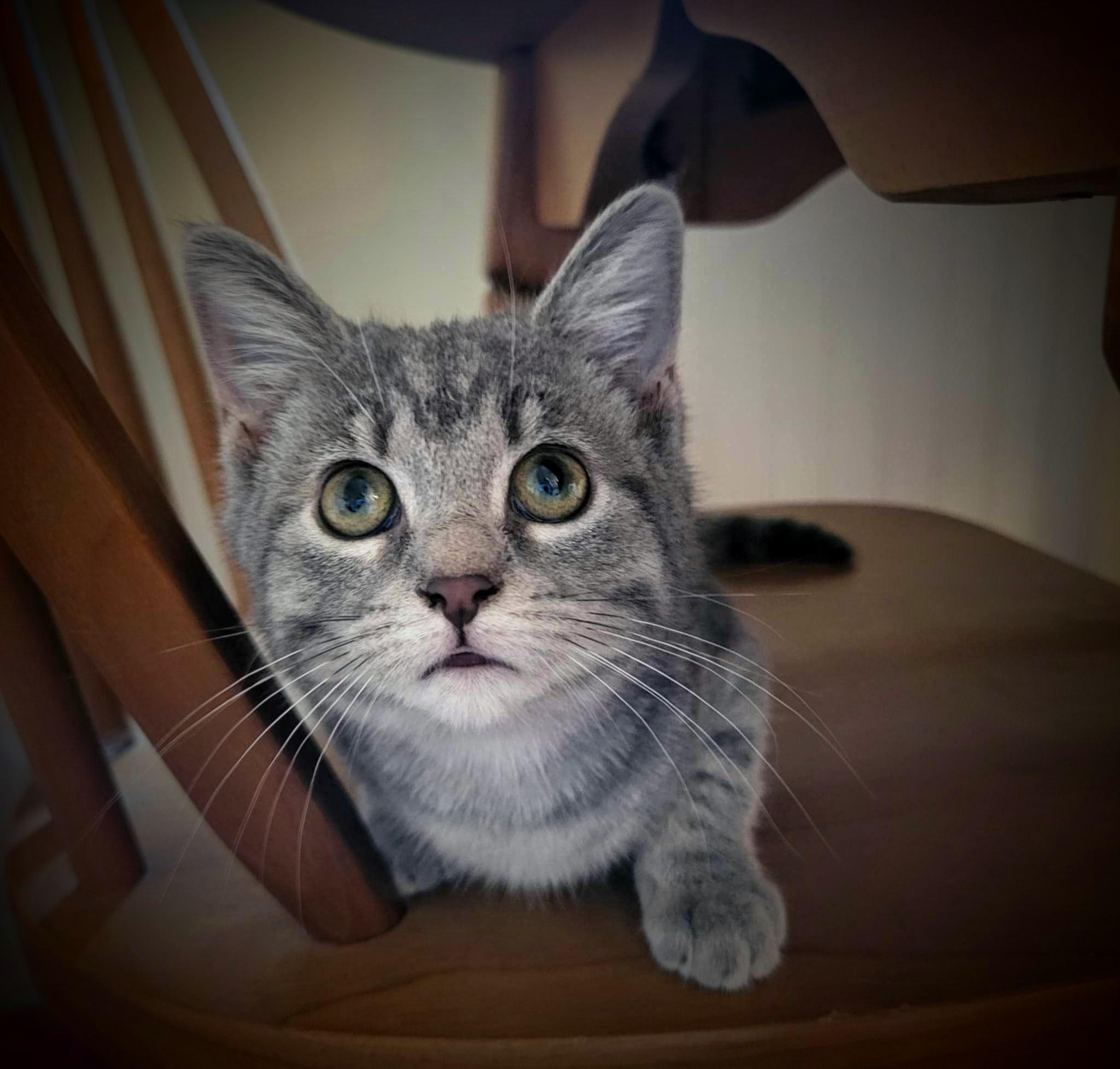 Enlarge Josephine, a Adoptable Domestic Short Hair in Greensburg, PA image 3/3