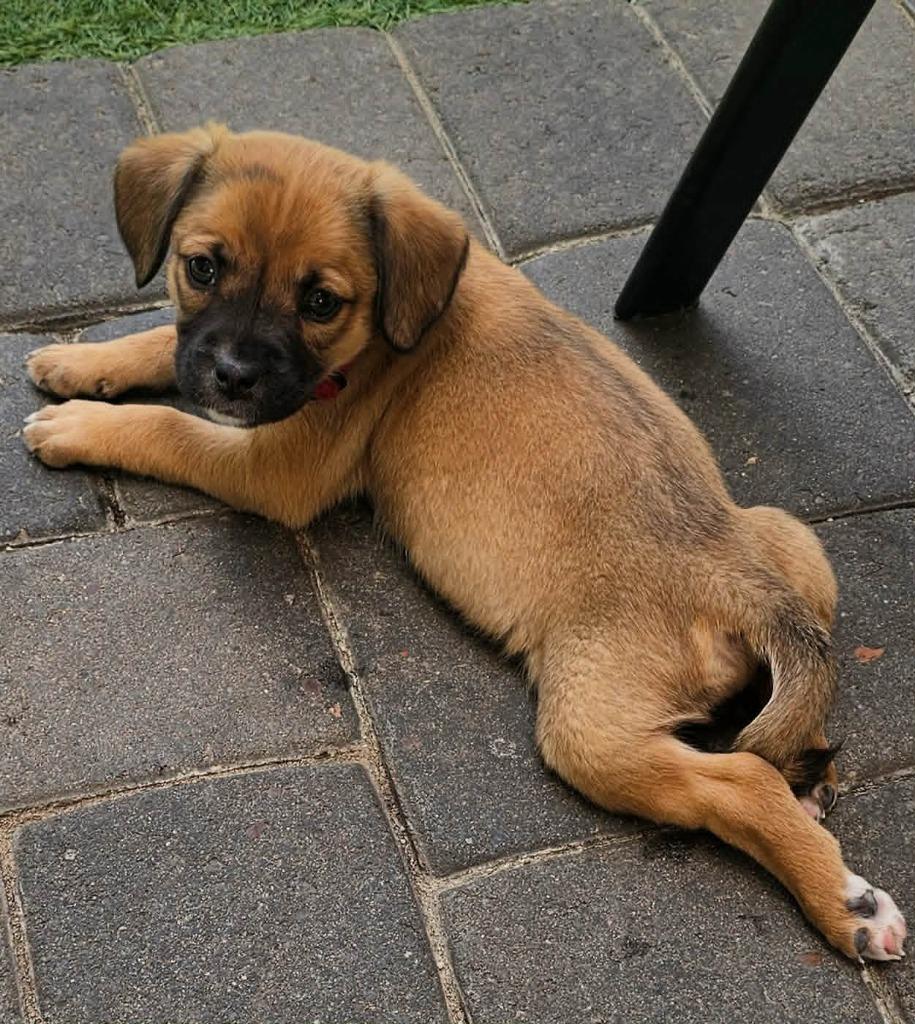 Celine, Adoptable, Puppy Female Mixed Breed.