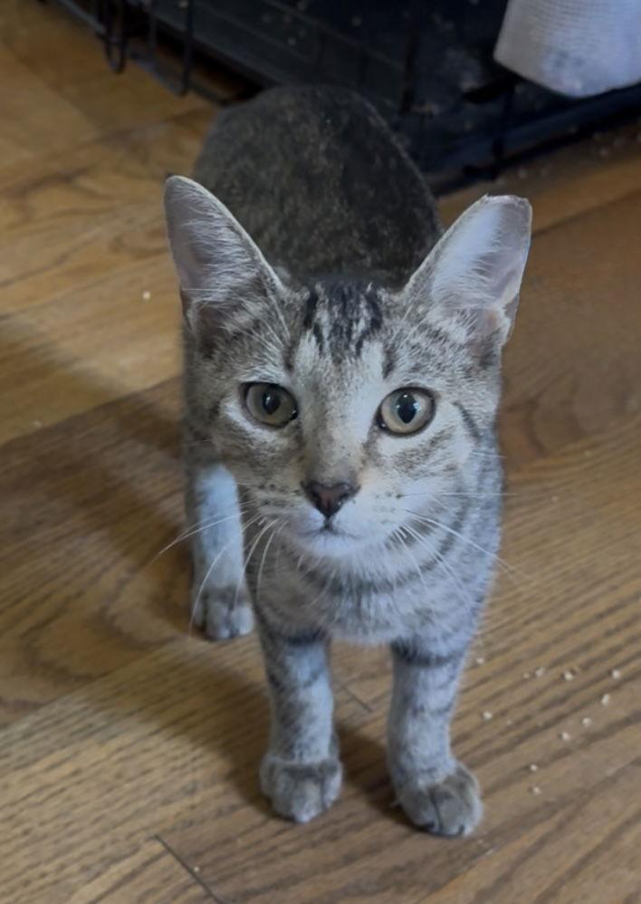 Enlarge Bobbie Bobtail NEEDS FOSTER TOO!, a Adopted mixed breed in Decatur, GA image 1/3