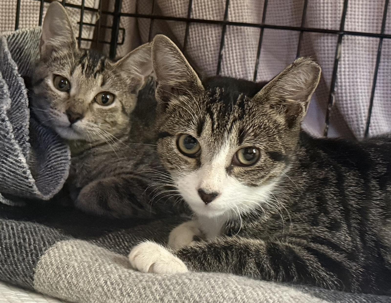 Enlarge Bobbie Bobtail NEEDS FOSTER TOO!, a Adopted mixed breed in Decatur, GA image 2/3