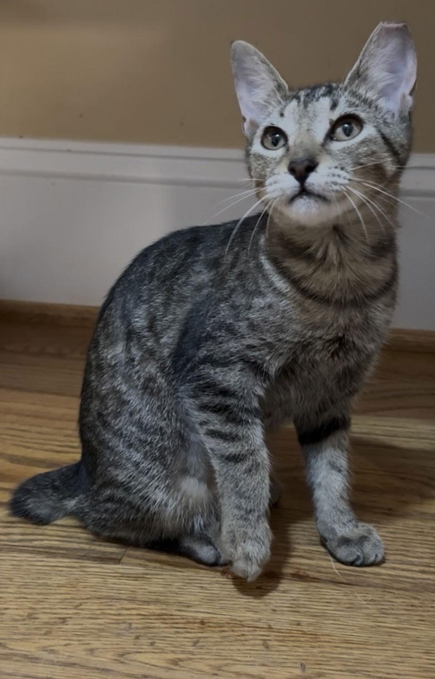 Enlarge Bobbie Bobtail NEEDS FOSTER TOO!, a Adopted mixed breed in Decatur, GA image 3/3