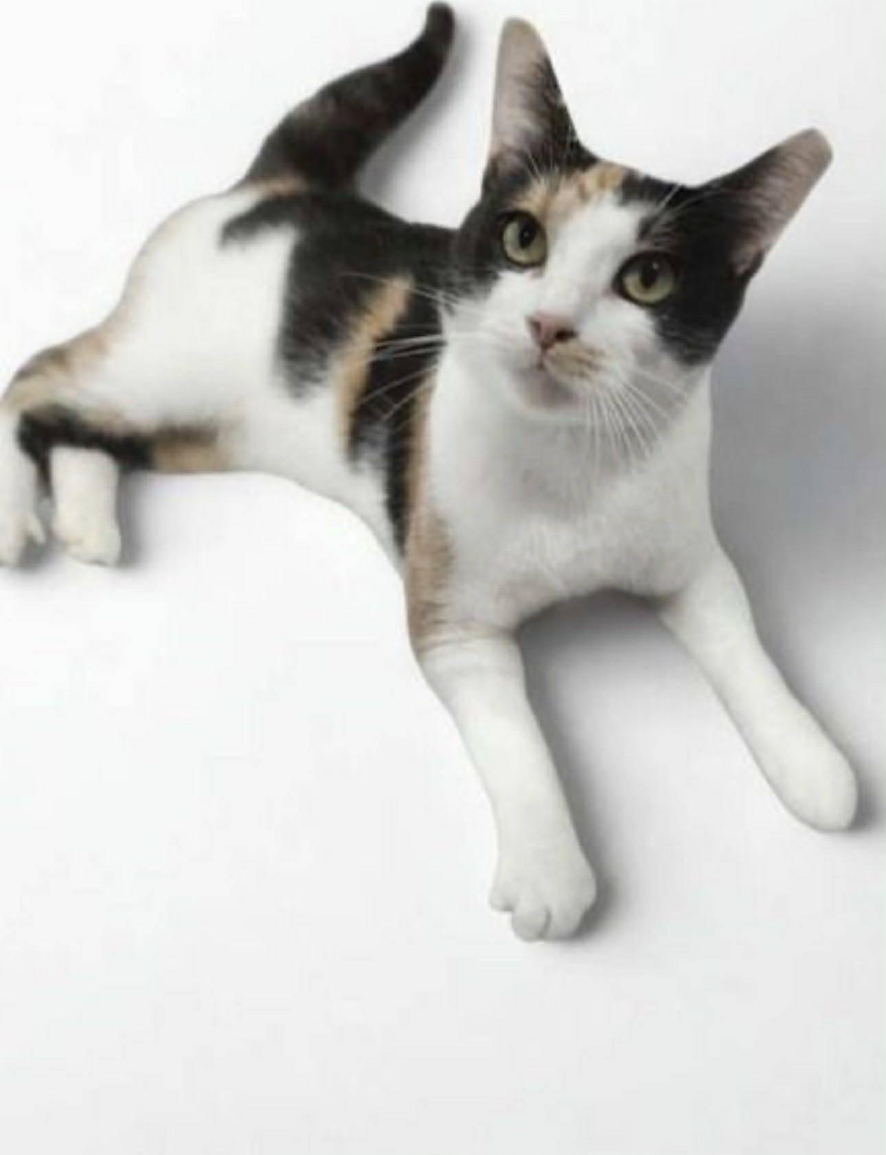 Enlarge Hazel, a Adoptable mixed breed in Norwich, VT image 2/5