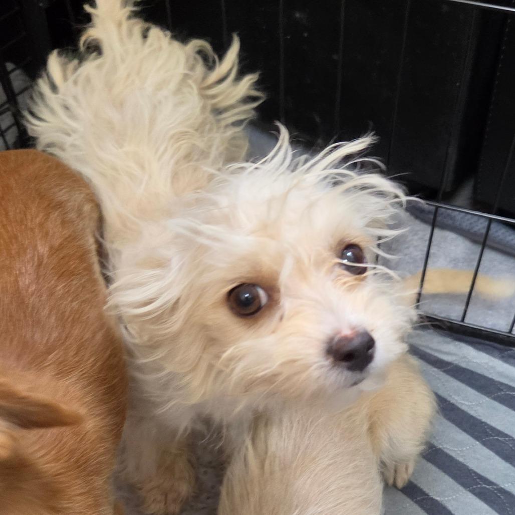 Fallon Bowman, Adoptable, Puppy Female Chihuahua.
