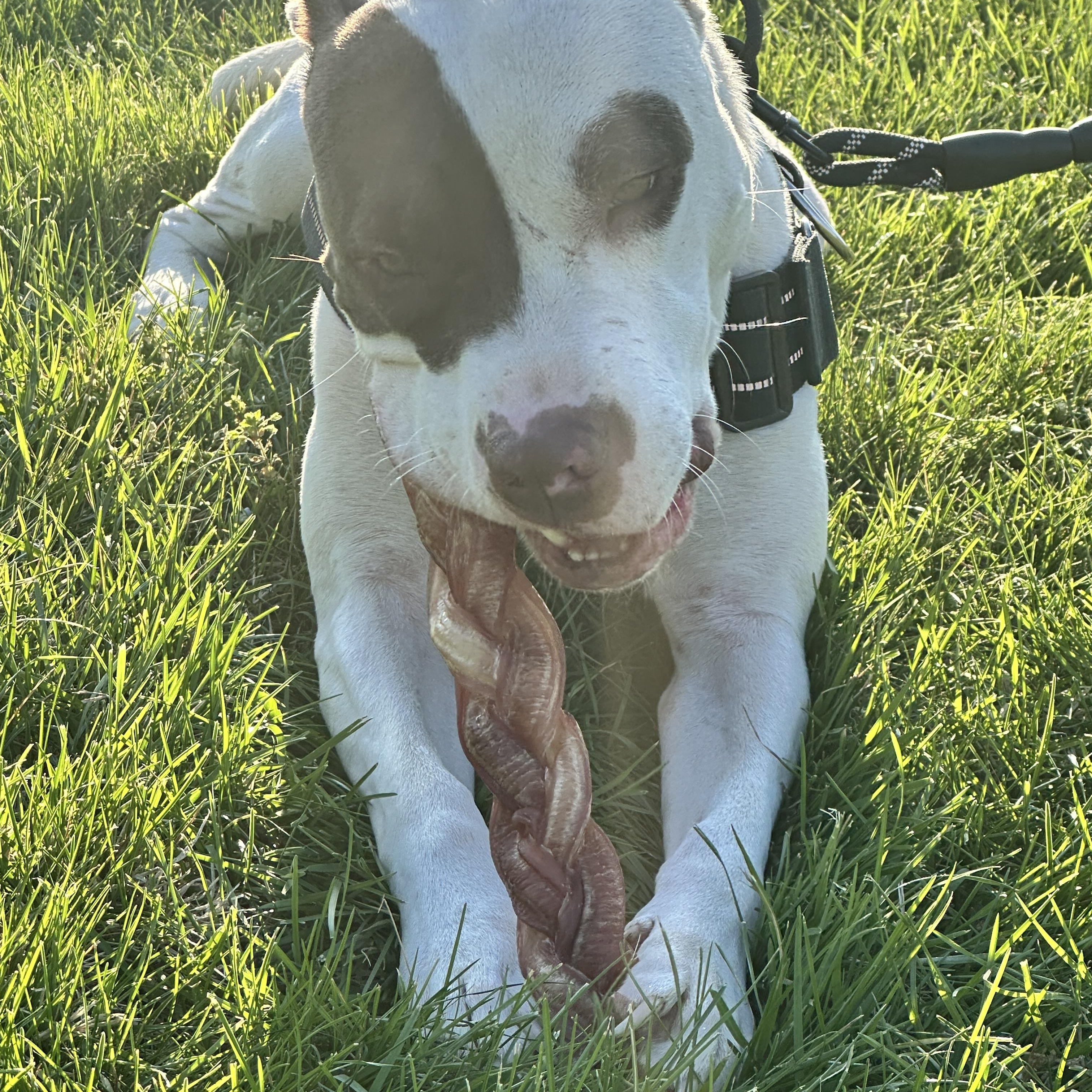 Enlarge Romeo, a Adoptable mixed breed in Wichita, KS image 3/6