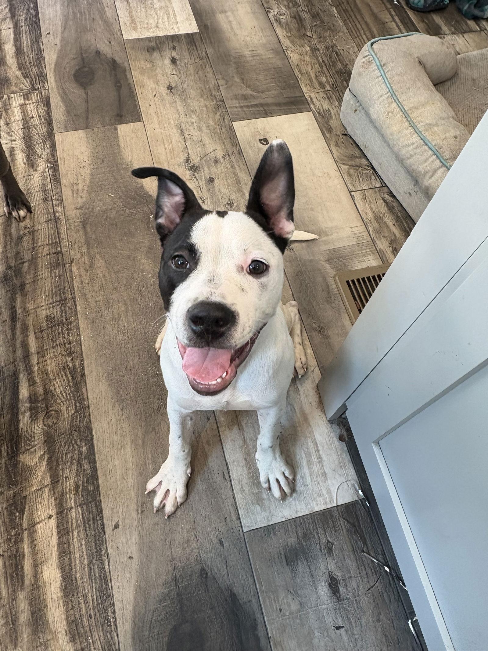 Ranger, Adoptable, Puppy Male Mixed Breed.