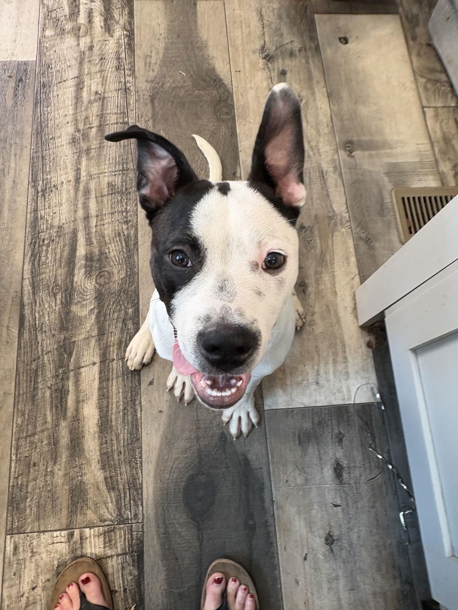 Enlarge Ranger, a Adoptable Mixed Breed in Mount Pleasant, SC image 2/3