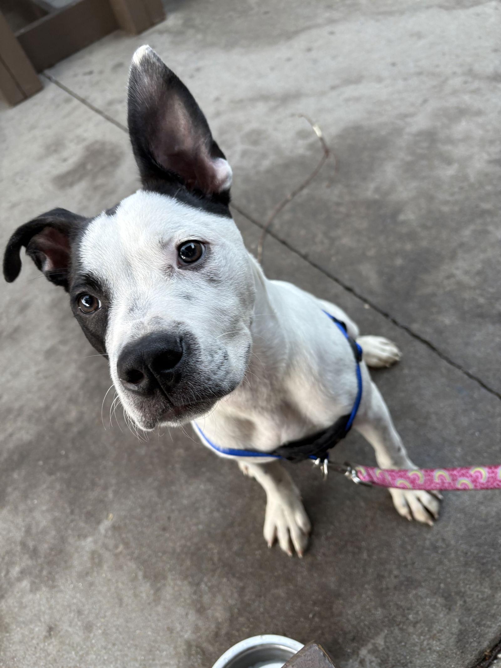 Enlarge Ranger, a Adoptable Mixed Breed in Mount Pleasant, SC image 3/3