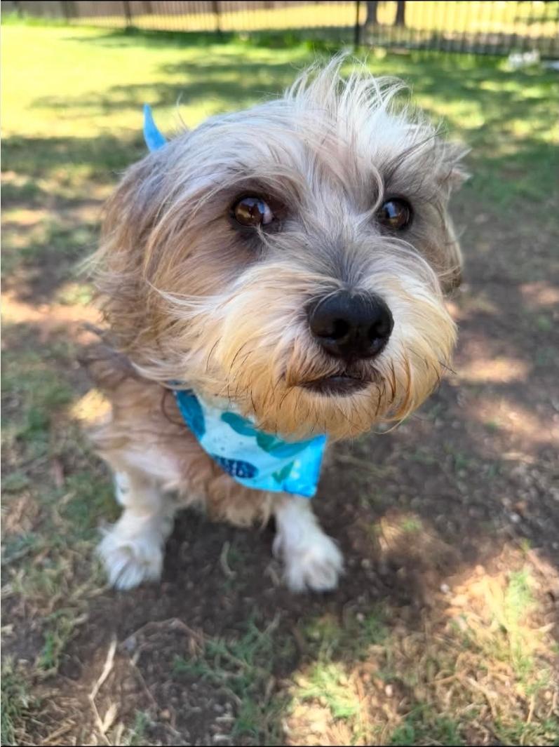 Max, adopted, Adult Male Schnauzer.