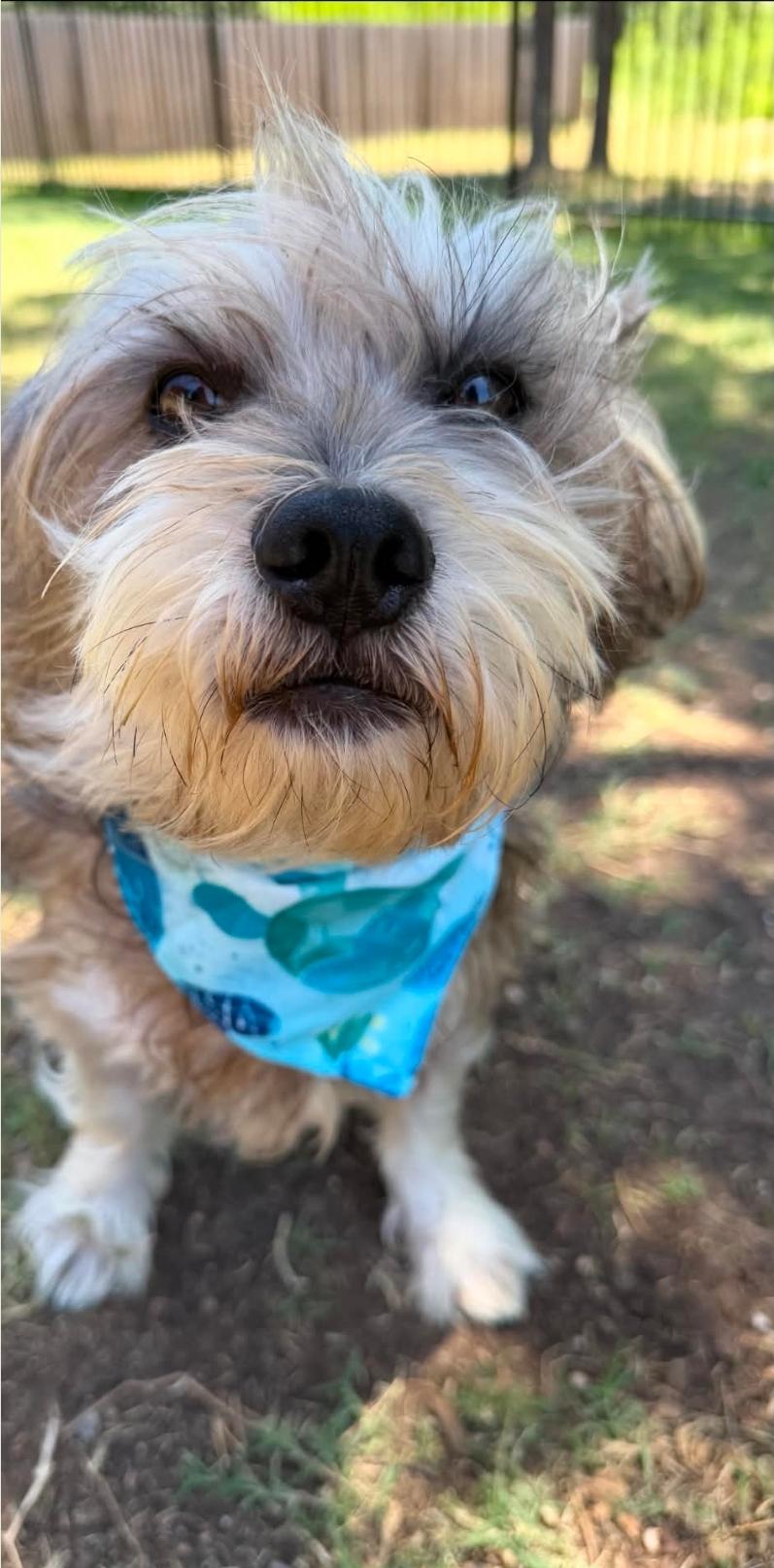 Enlarge Max, an adopted mixed breed in Williamsburg , VA image 2/6