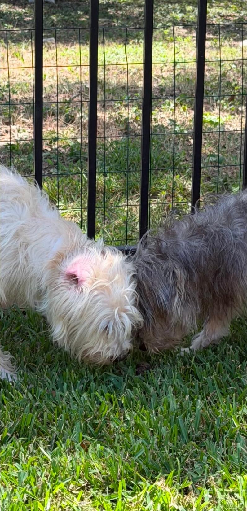 Enlarge Max, an adopted mixed breed in Williamsburg , VA image 5/6