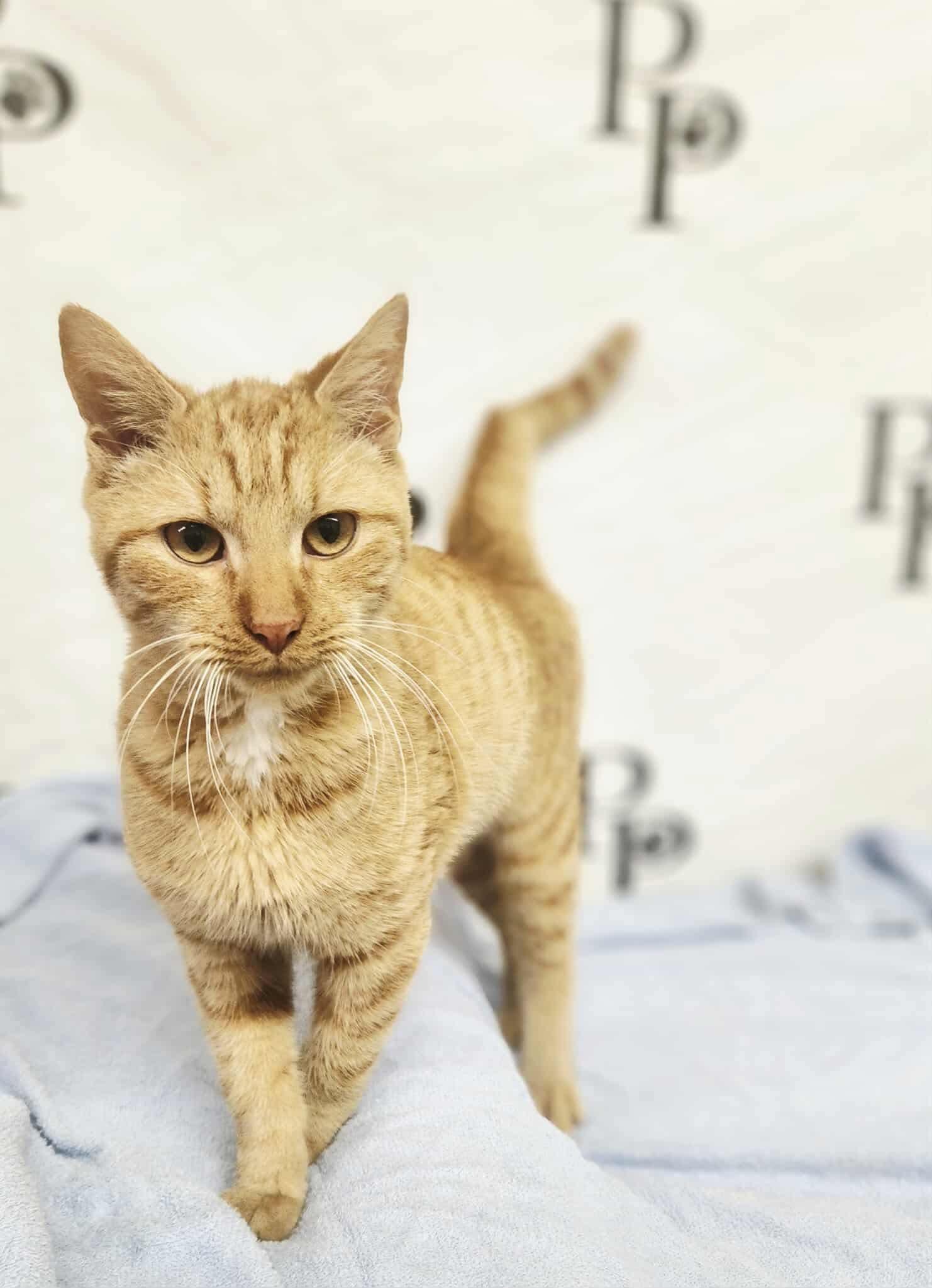 Enlarge Echo, a Adoptable Domestic Short Hair in Social Circle, GA image 1/3